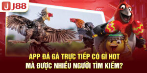 app-da-ga-truc-tiep-co-gi-hot-ma-duoc-nhieu-nguoi-tim-kiem