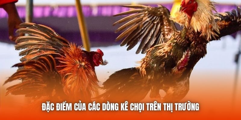 Đặc điểm của các dòng kê chọi trên thị trường