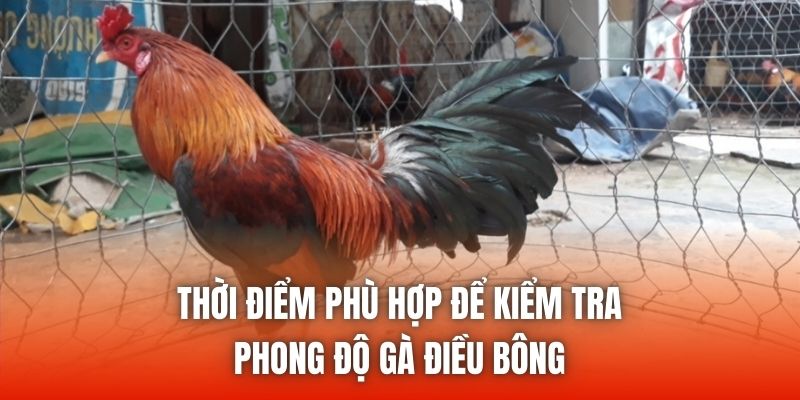 Thời điểm phù hợp để kiểm tra phong độ gà điều bông